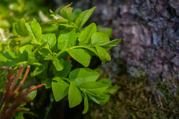 Green leaves of blueberry near old stump