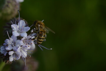 Bee on a purple fluffy phacelia flower close-up. The background is blurred, macro