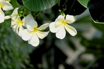 In selective focus a sweet white plumeria flower blossom with green leaves and nature background