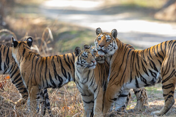 Pench National Park - Bengal Tiger (Panthera tigris tigris)
Family group of mother and four cubs.