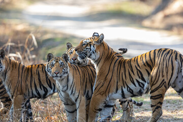 Fototapeta na wymiar Pench National Park - Bengal Tiger (Panthera tigris tigris) Family group of mother and four cubs.