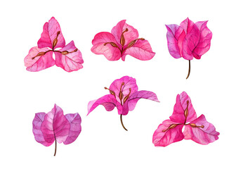 Watercolor hand drawn pink bougainvillea flowers. Can be used as print, postcard, invitation, greeting card, package design, textile, stickers.