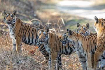 Pench National Park - Bengal Tiger (Panthera tigris tigris)
Family group of mother and four cubs.