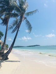tropical beach with coconut palm trees