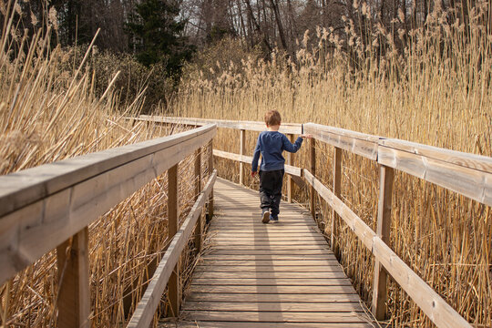 A little boy walks along a Wooden path with a railing among the reeds. Back view. Childhood concept.