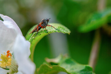 Sharp and detailed macro shot of unknown small insect on the apple tree