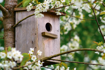 Old wooden birdhouse on a cherry tree in the farm park zone.