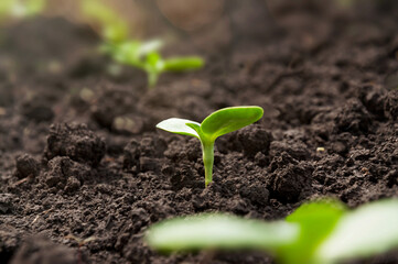 A delicate plant sprout of a sunflower reaches for sunlight. Young sowing crops grow in rows on an agricultural field.