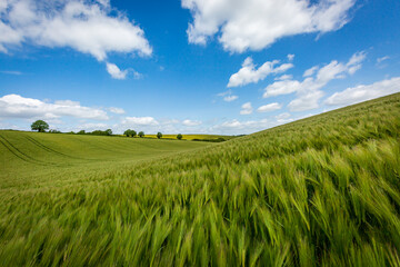 Fototapeta na wymiar A wheat field in Sussex on a sunny day