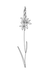 Camassia or wild hyacinth flower in continuous line art drawing style. Minimalist black linear sketch isolated on white background. Vector illustration