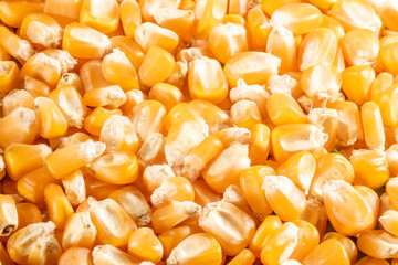 dry corn seed background in Brazil