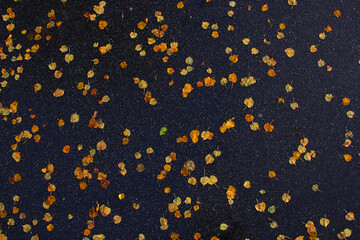 yellow leaves on wet asphalt top view