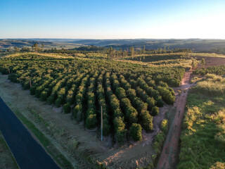 Aerial view of coffee field on farm in Brazil