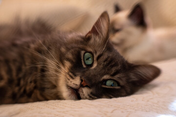 Fototapete bei efototapeten.de bestellen   