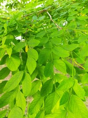 
Young summer leaves of acacia in all photos.