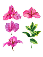 Watercolor hand drawn pink bougainvillea flowers. Can be used as print, postcard, invitation, greeting card, package design, textile, stickers.