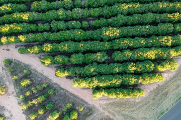 Aerial view of coffee field on farm in Brazil
