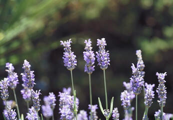 Lavender blooming branches with tiny violet flowers, Lavandula angustifolia, Lavandula officinalis