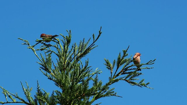 Red headed finches on top a a redwood tree