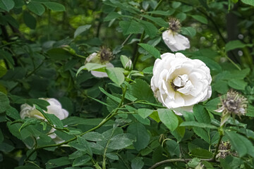 Blooming white rose with green leaves on a bush in the park