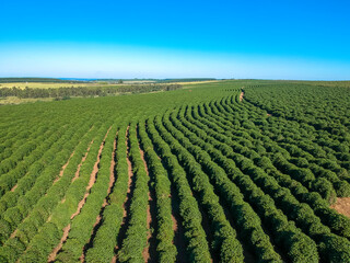 Aerial view of coffee field on farm in Brazil