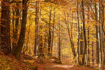 Autumn in Rhodopy Mountain Bulgaria 