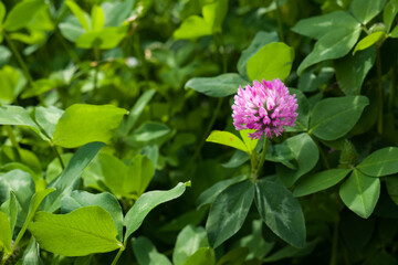 Small pink Clover, Trifolium pratense flower with green leaves in the sunshine