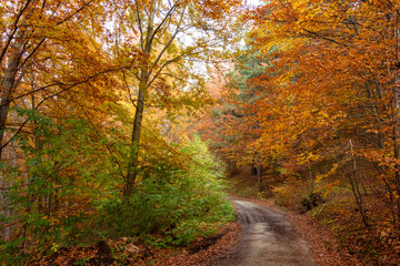 Autumn in Rhodopy Mountain Bulgaria 