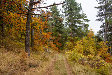 Fototapeta premium Autumn in Rhodopy Mountain Bulgaria 
