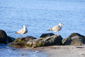 seagull on the rocks