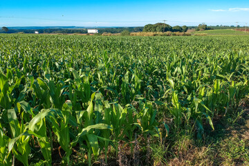 View of a green corn plantation in Brazil