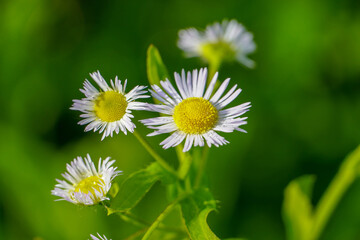 Camomile flowers on abstract fantasy background of green meadow