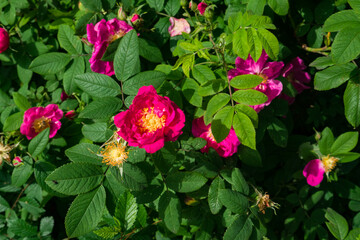 Vivid pink magenta roses with green leaves on a bush