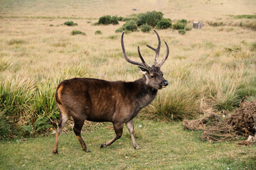 Rusa unicolor unicolor sri lankan gona