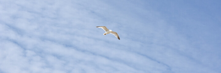 Seagull in flight