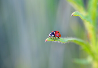 Marienkäfer auf der Mohnblume