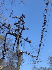 birds pigeons on wires