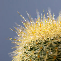 Close up of Mammillaria cactus with water drop on grey background. 