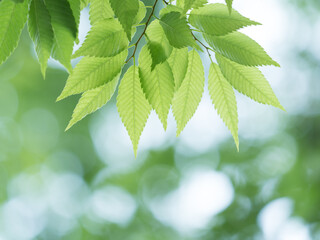 新緑のケヤキ