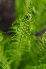 green succulent fern leaves. spring run, fern opens a leaf. wallpaper. green nature. Protect the environment