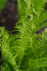 green succulent fern leaves. spring run, fern opens a leaf. wallpaper. green nature. Protect the environment