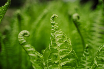 green succulent fern leaves. spring run, fern opens a leaf. wallpaper. green nature. Protect the environment