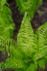 green succulent fern leaves. spring run, fern opens a leaf. wallpaper. green nature. Protect the environment