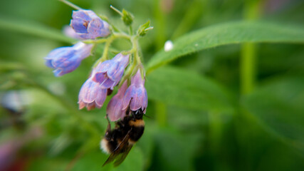 worker bee on a flower