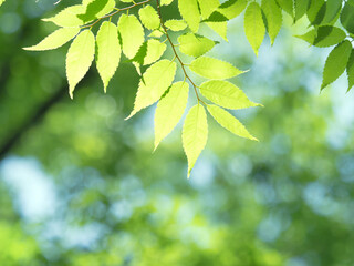 新緑のケヤキ