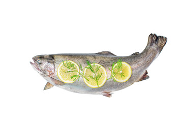 the whole big a salmon fish isolated on a white background