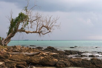 Old tree on Koh Phi Phi Island in Thailand