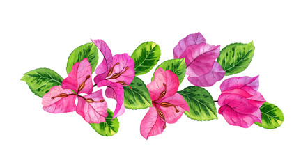 Watercolor hand drawn pink bougainvillea flowers. Can be used as print, postcard, invitation, greeting card, package design, textile, stickers.
