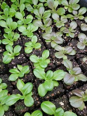 Lettuce seedlings ready for transplanting on a organic farm