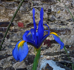 Iris bleu  © CenedraBarak